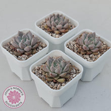 Load image into Gallery viewer, Echeveria &#39;Star Valley&#39; - John &amp; Norma&#39;s Succulents Australia
