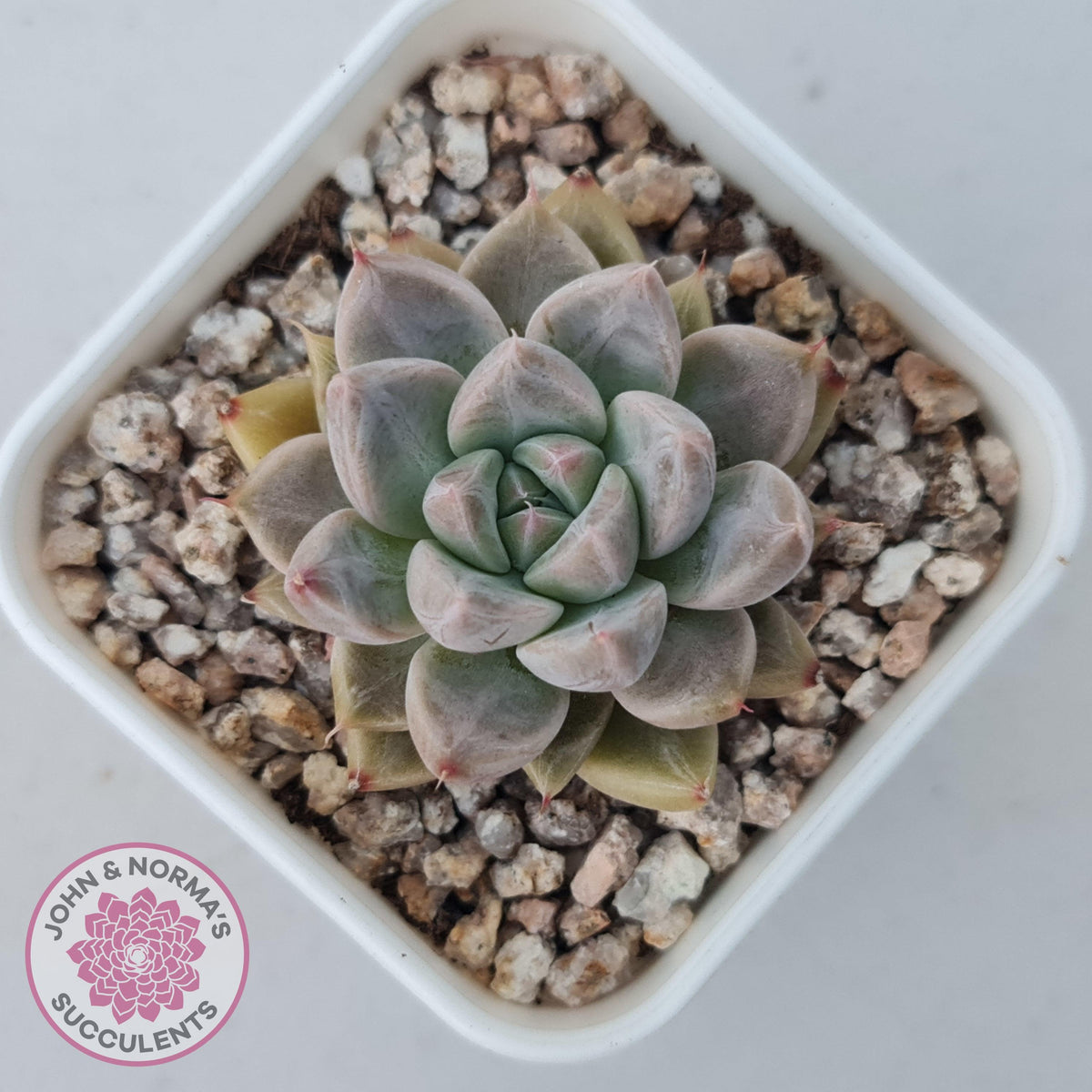 Echeveria 'Star Valley'