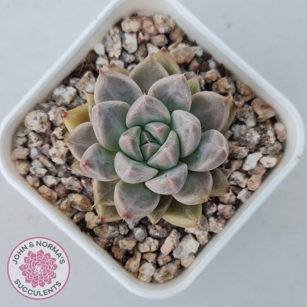 Echeveria 'Star Valley' - John & Norma's Succulents Australia