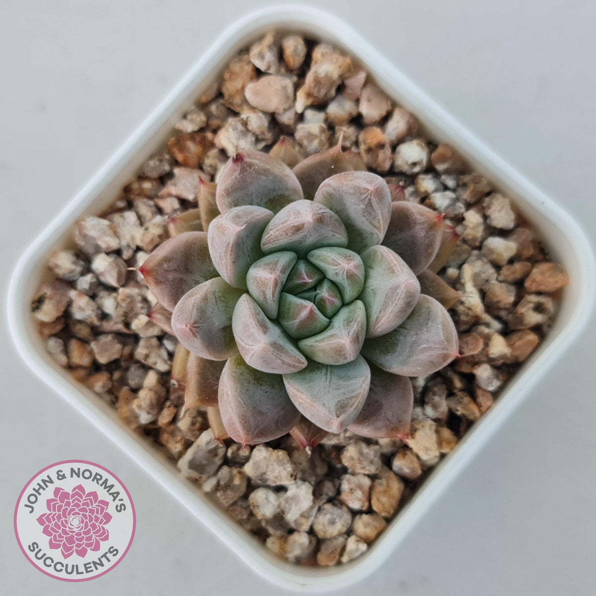 Echeveria 'Star Valley'