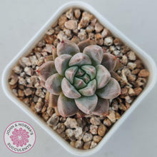 Load image into Gallery viewer, Echeveria &#39;Star Valley&#39; - John &amp; Norma&#39;s Succulents Australia
