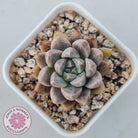 Echeveria 'Star Valley'