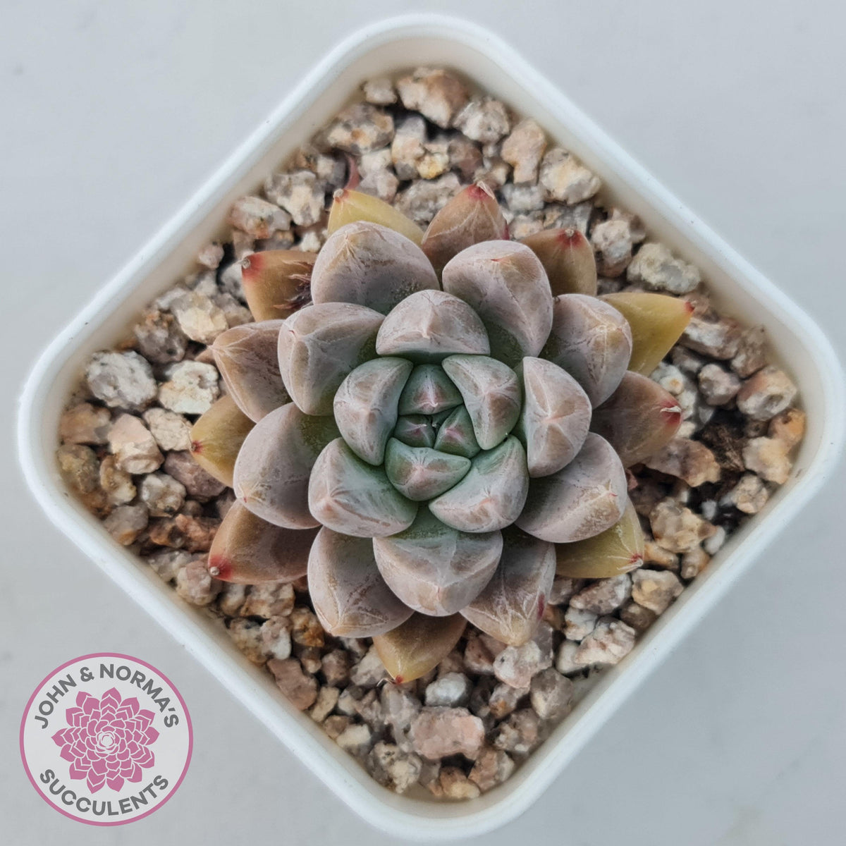 Echeveria 'Star Valley'