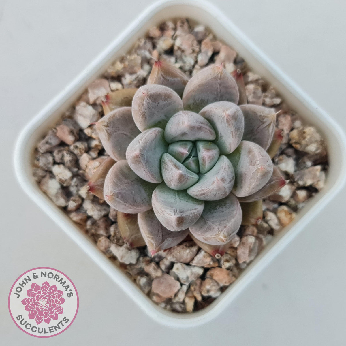 Echeveria 'Star Valley'