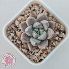 Load image into Gallery viewer, Echeveria &#39;Star Valley&#39; - John &amp; Norma&#39;s Succulents Australia
