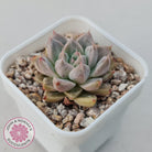 Echeveria 'Star Valley'