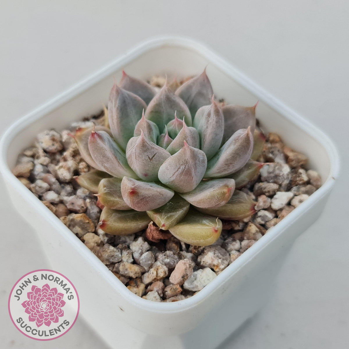 Echeveria 'Star Valley'