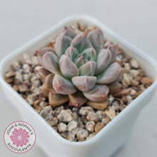 Load image into Gallery viewer, Echeveria &#39;Star Valley&#39; - John &amp; Norma&#39;s Succulents Australia
