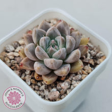 Load image into Gallery viewer, Echeveria &#39;Star Valley&#39; - John &amp; Norma&#39;s Succulents Australia
