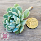 Echeveria 'Strawberry Ice' Cuttings