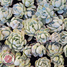 Echeveria 'Strawberry Ice' Cuttings