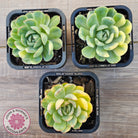 Echeveria 'Strawberry Ice' Variegata
