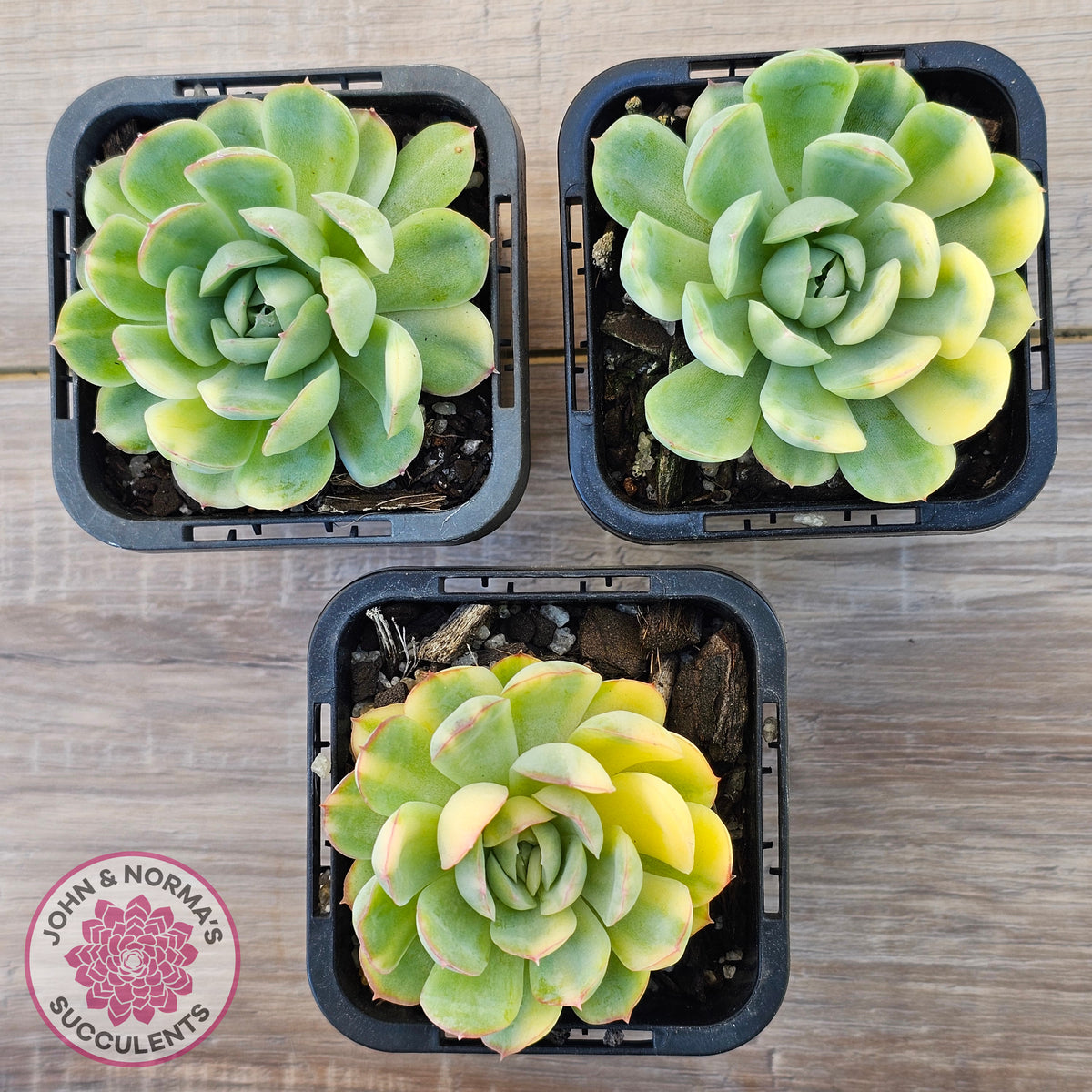 Echeveria 'Strawberry Ice' Variegata