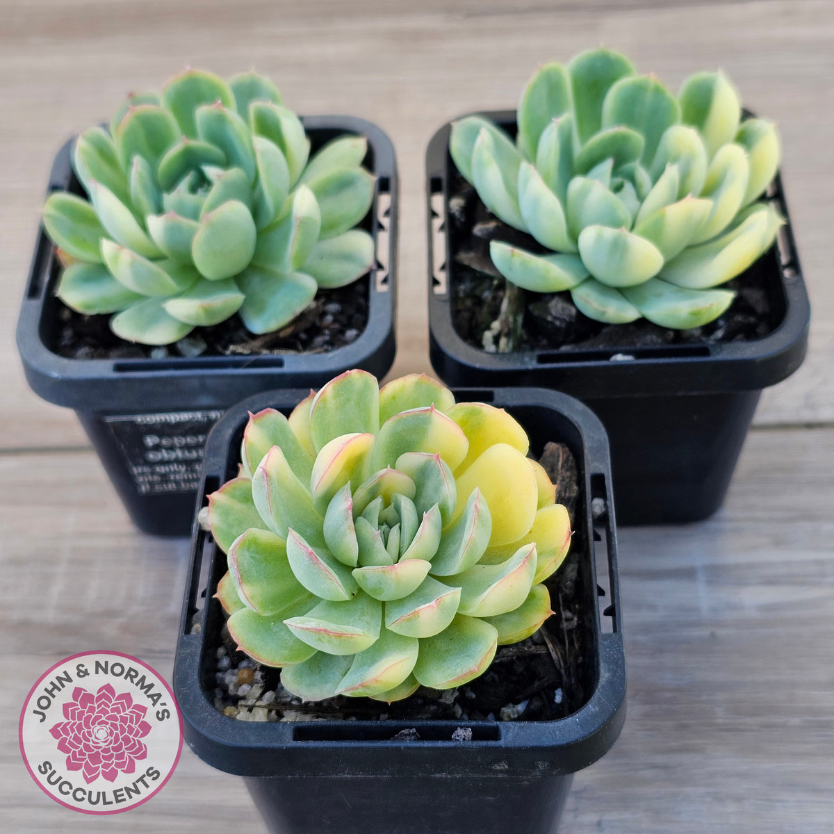 Echeveria 'Strawberry Ice' Variegata