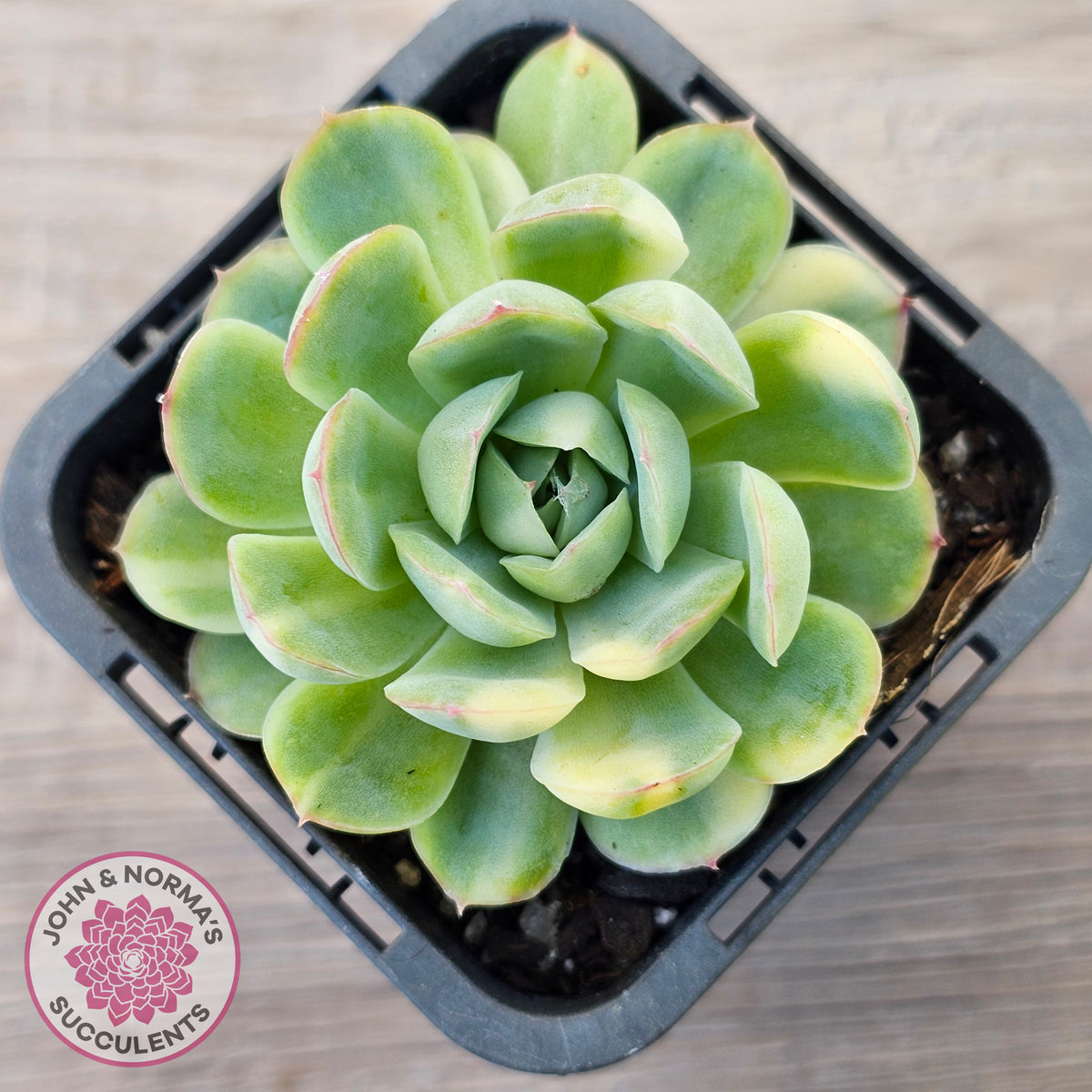 Echeveria 'Strawberry Ice' Variegata