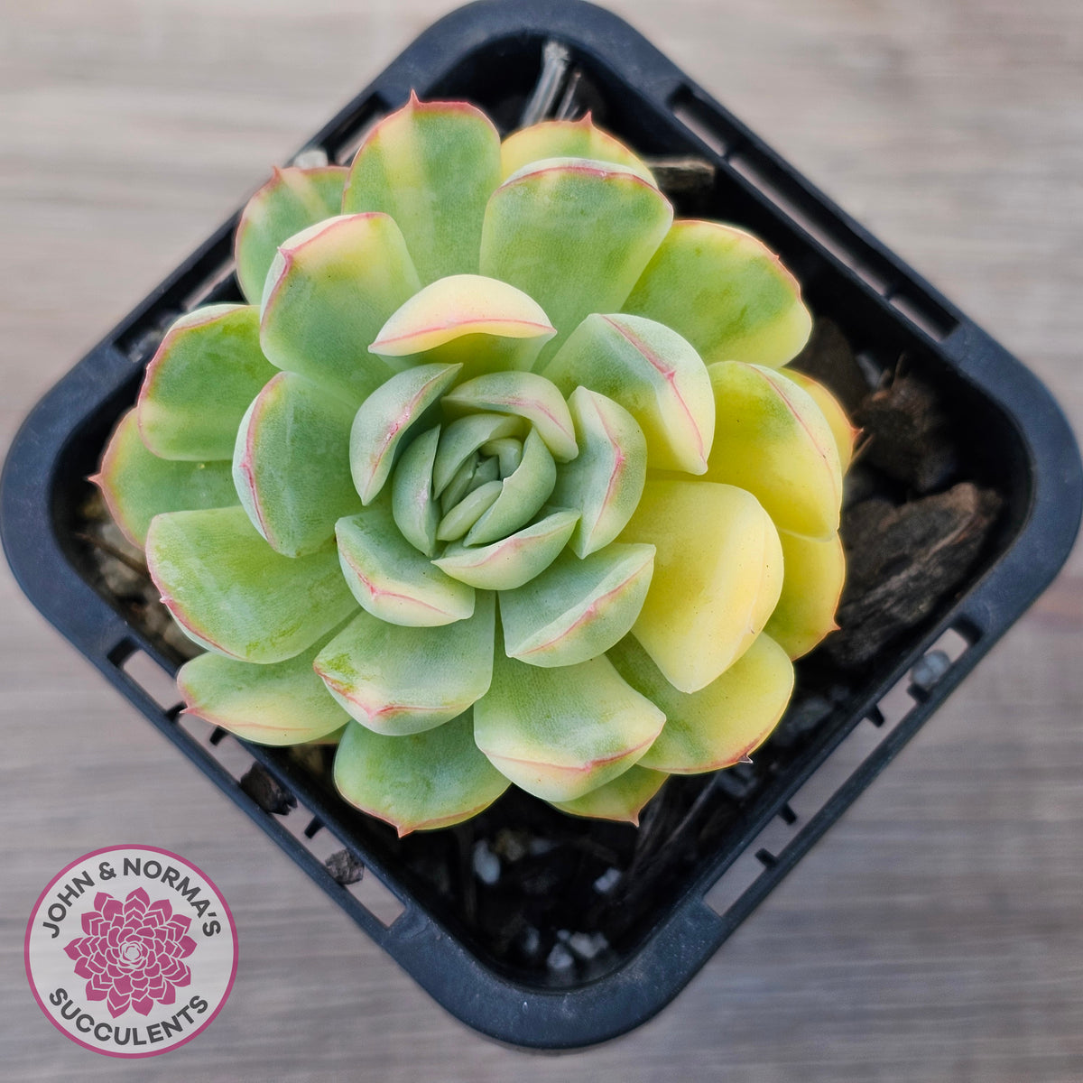 Echeveria 'Strawberry Ice' Variegata
