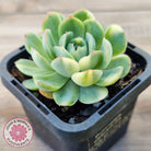 Echeveria 'Strawberry Ice' Variegata