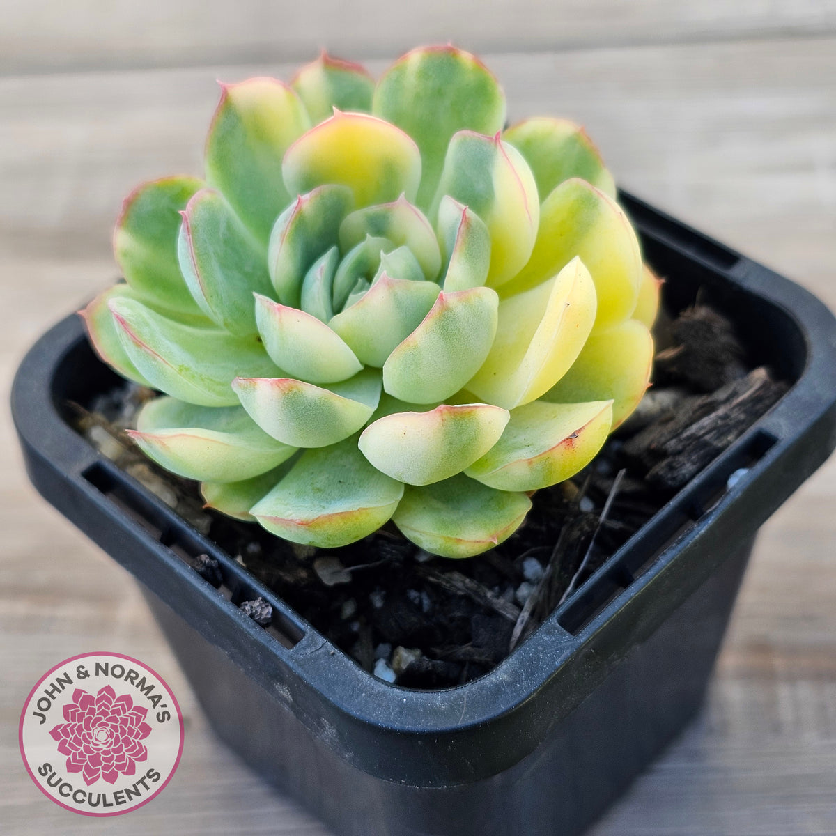 Echeveria 'Strawberry Ice' Variegata
