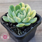 Echeveria 'Strawberry Ice' Variegata