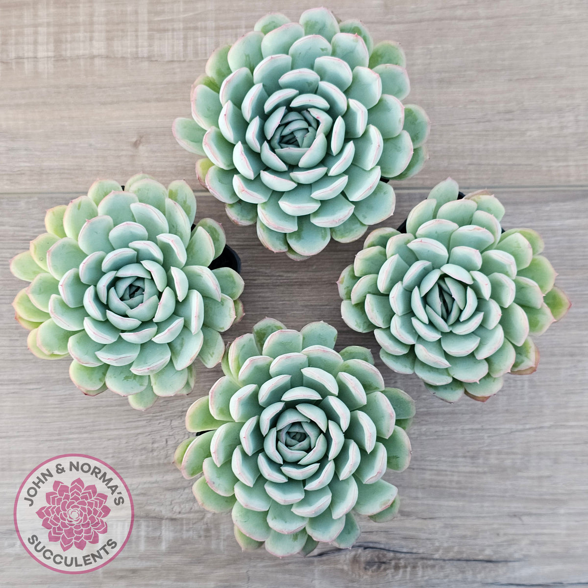 Echeveria 'Strawberry Ice'