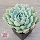 Echeveria 'Strawberry Ice'
