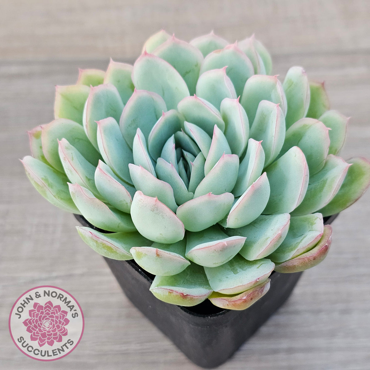 Echeveria 'Strawberry Ice'