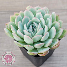 Load image into Gallery viewer, Echeveria &#39;Strawberry Ice&#39;
