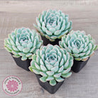 Echeveria 'Strawberry Ice'
