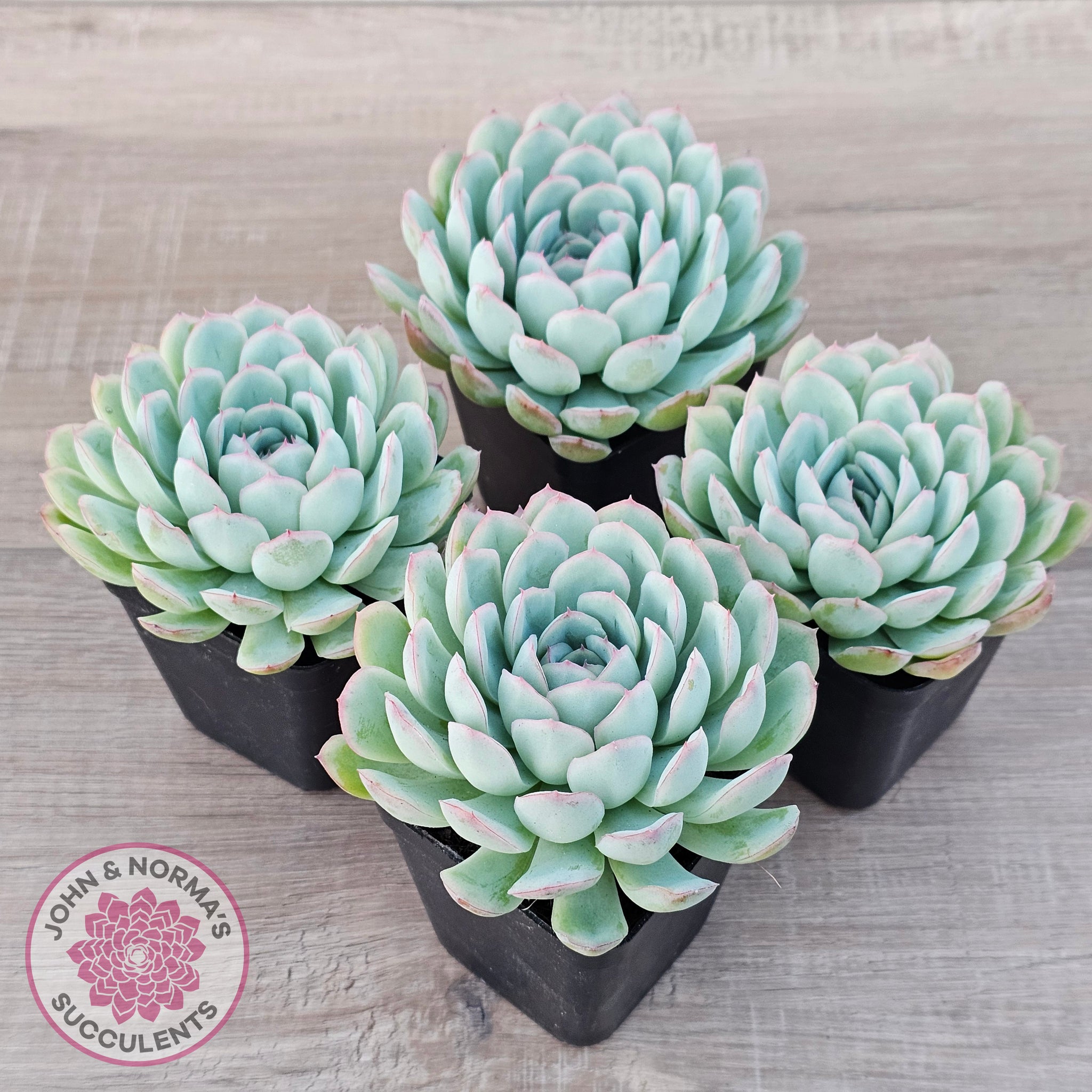 strawberry ice succulents Buy Echeveria 'Strawberry Ice' Australia
