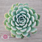Echeveria 'Strawberry Ice'