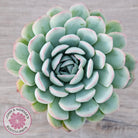 Echeveria 'Strawberry Ice'