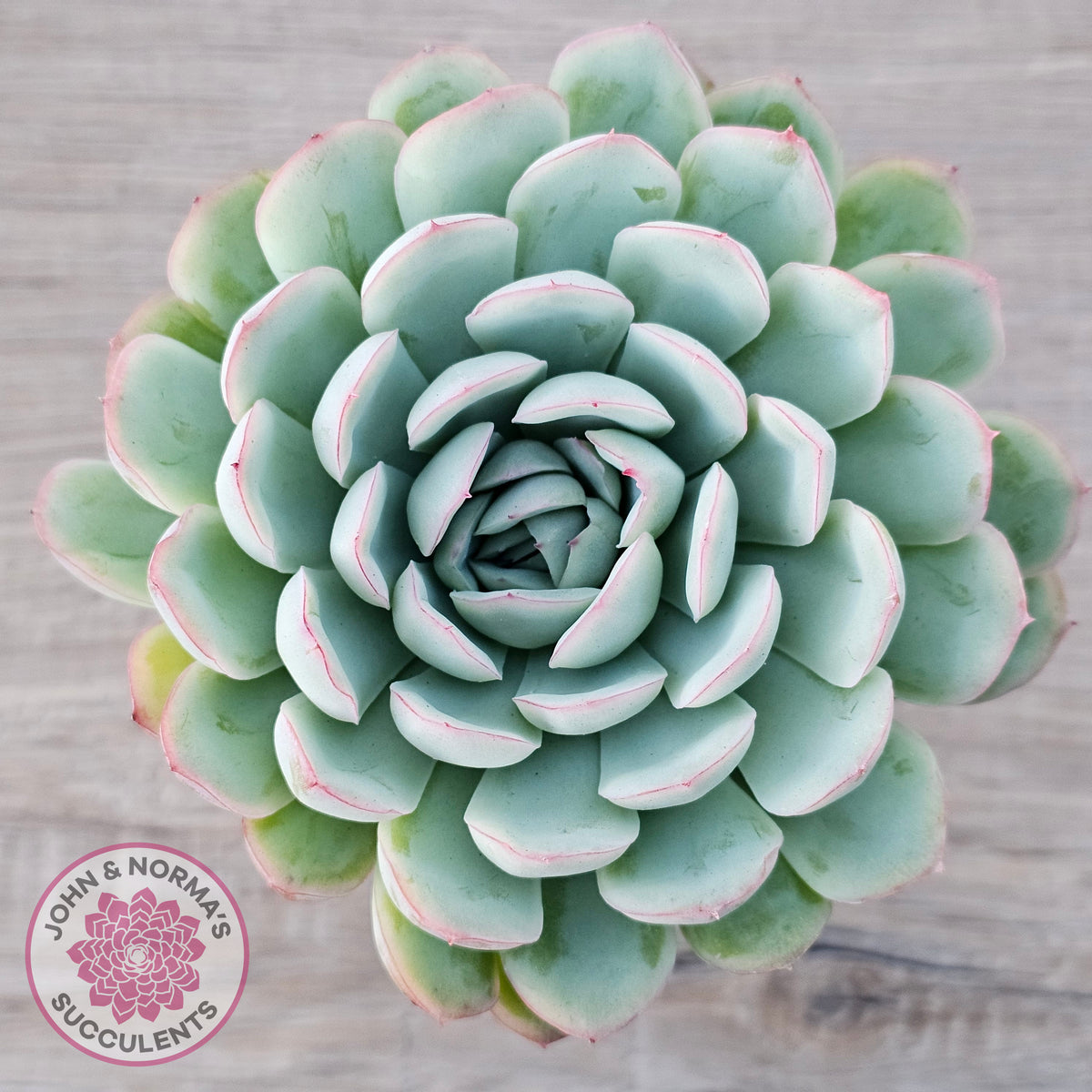 Echeveria 'Strawberry Ice'