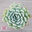 Echeveria 'Strawberry Ice'