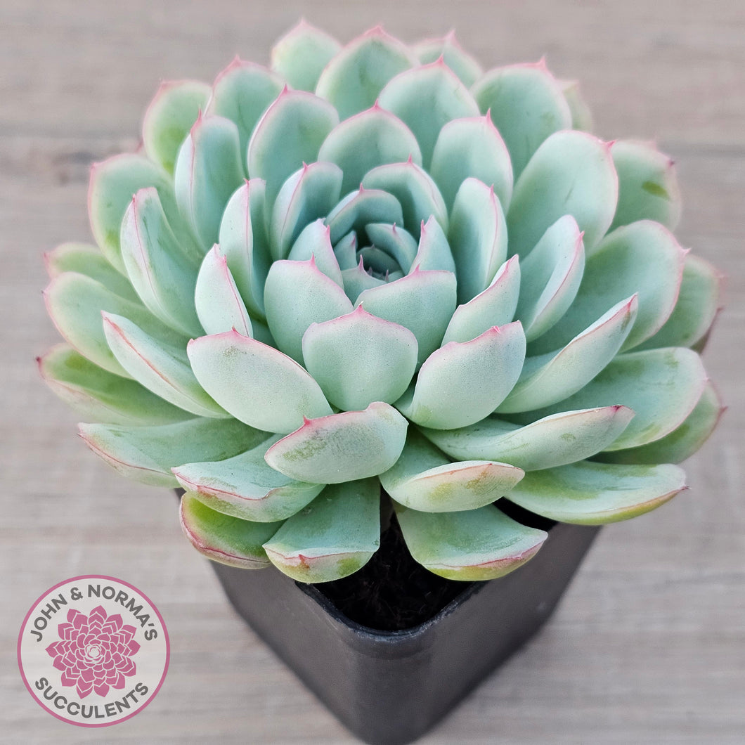 Echeveria 'Strawberry Ice'