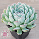 Echeveria 'Strawberry Ice'