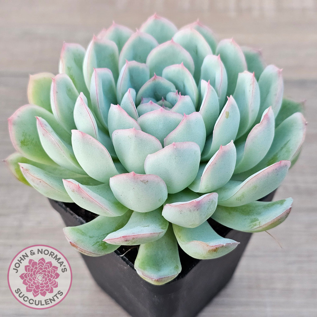 Echeveria 'Strawberry Ice'