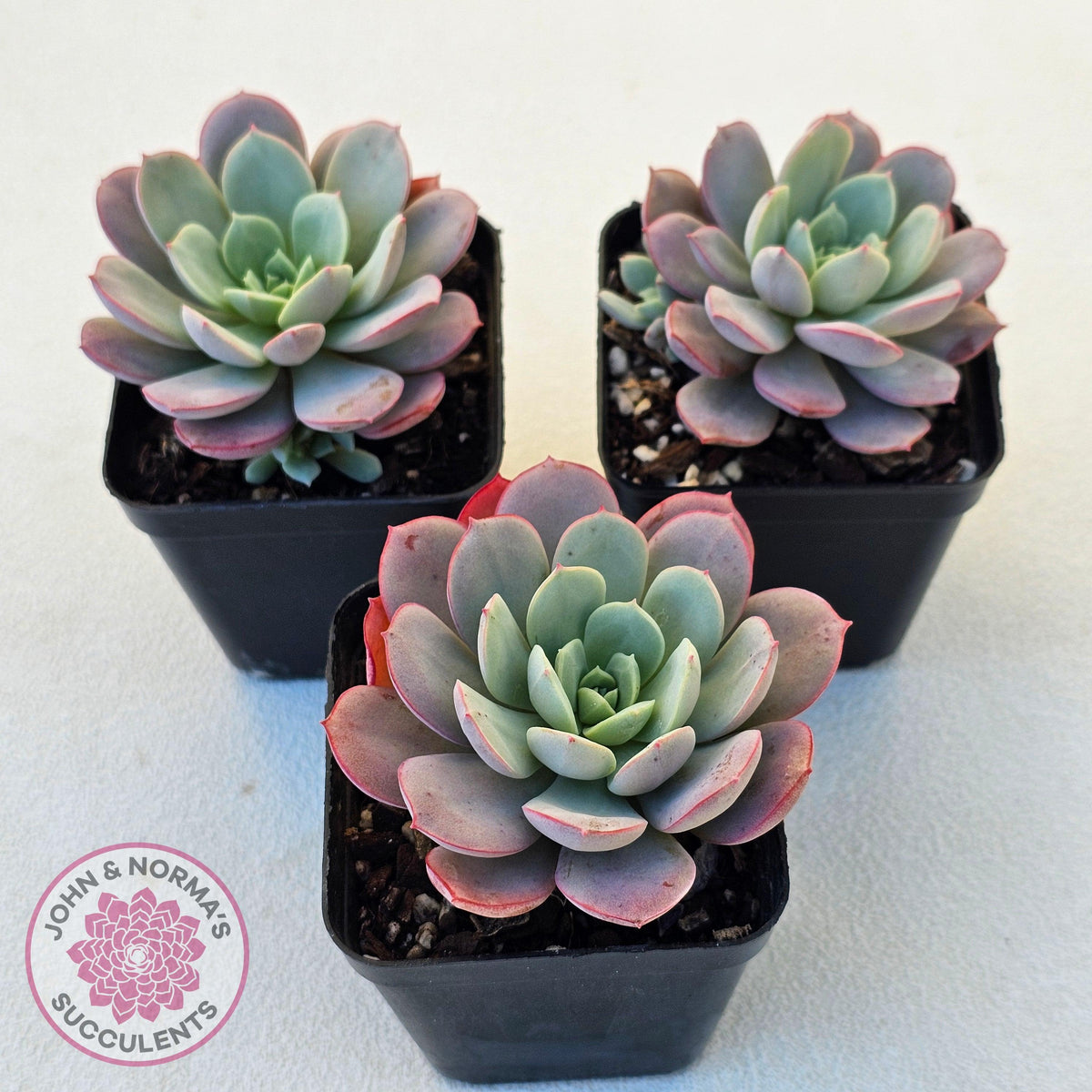 Echeveria Subcorymbosa Lau 026