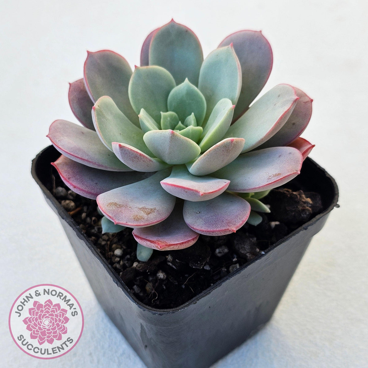 Echeveria Subcorymbosa Lau 026