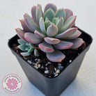 Echeveria Subcorymbosa Lau 026