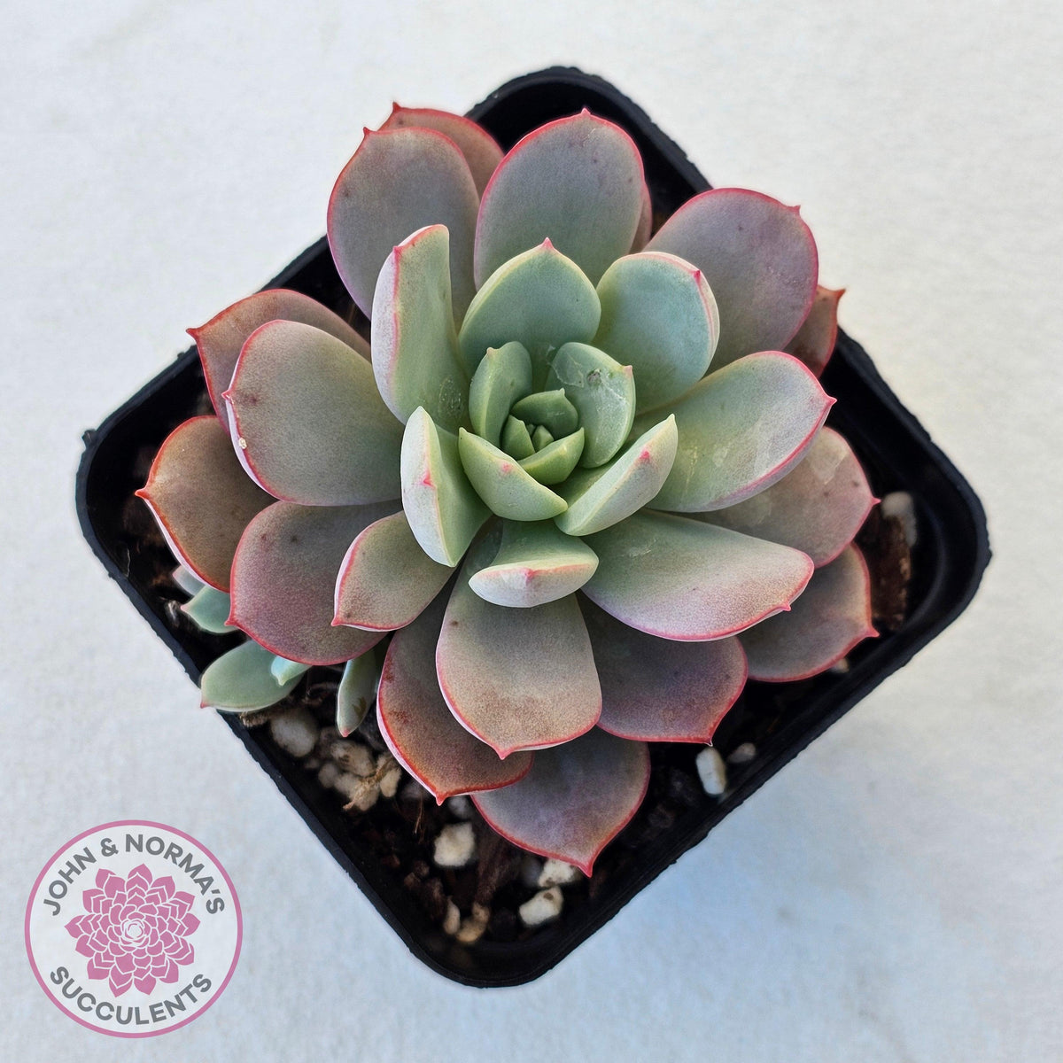 Echeveria Subcorymbosa Lau 026