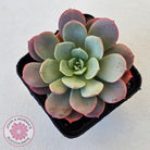 Echeveria Subcorymbosa Lau 026