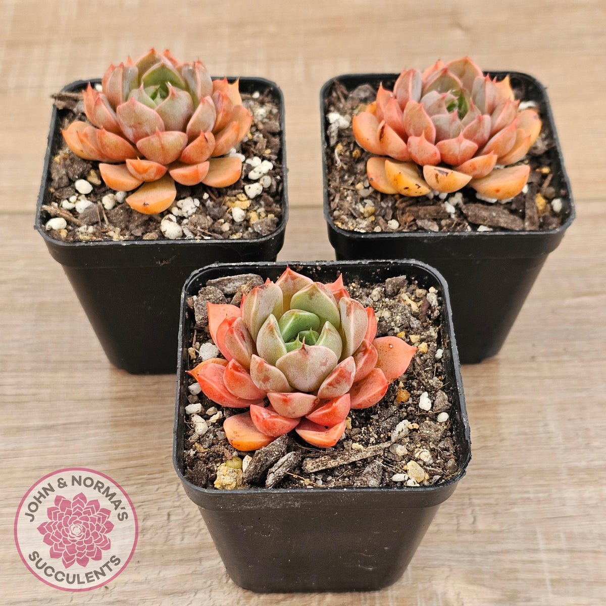 Echeveria 'Summer Dream'