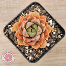 Echeveria 'Summer Dream'