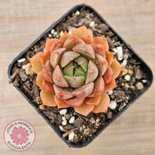 Load image into Gallery viewer, Echeveria &#39;Summer Dream&#39; - John &amp; Norma&#39;s Succulents Australia
