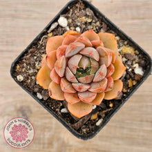 Load image into Gallery viewer, Echeveria &#39;Summer Dream&#39; - John &amp; Norma&#39;s Succulents Australia
