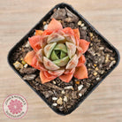 Echeveria 'Summer Dream'