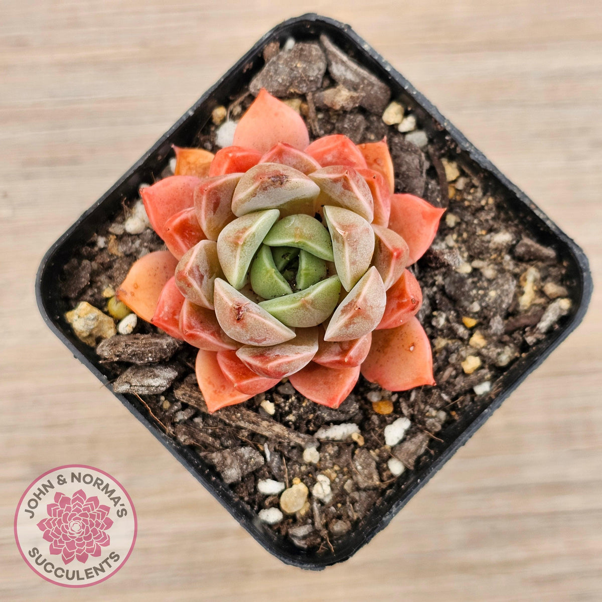 Echeveria 'Summer Dream'