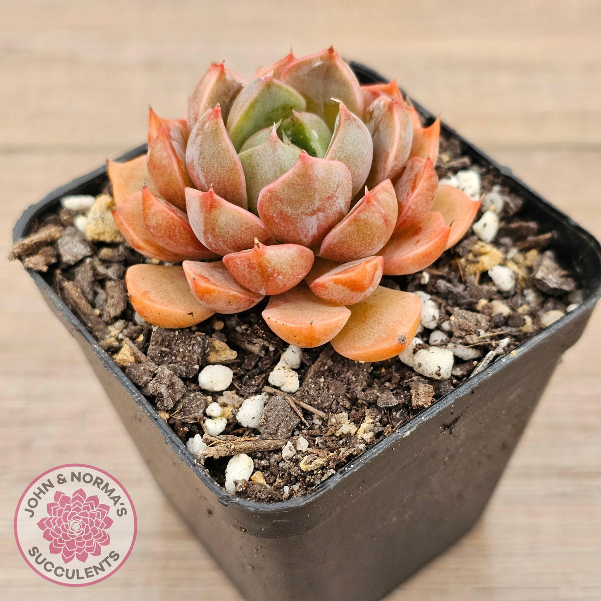 Echeveria 'Summer Dream'