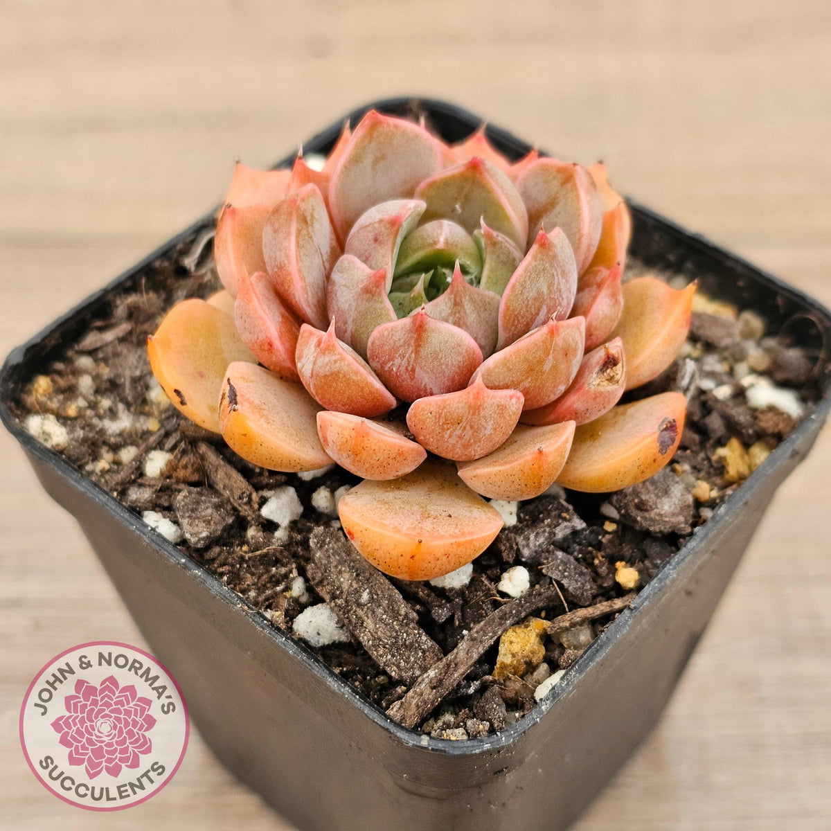Echeveria 'Summer Dream'