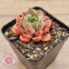 Echeveria 'Summer Dream'